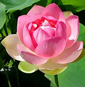 Indian Lotus