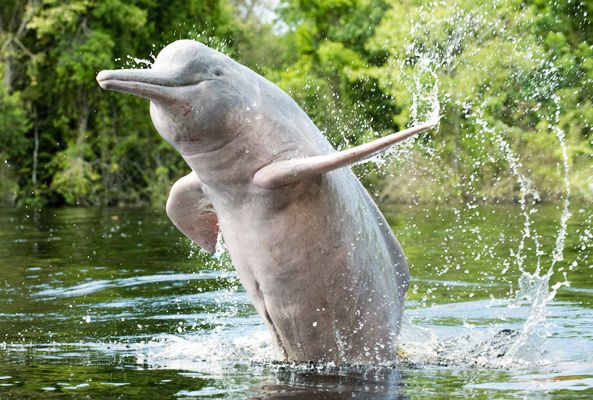 Ganges River Dolphin