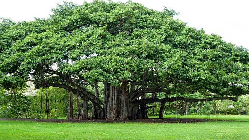 Indian Banyan