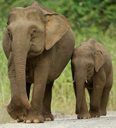 indian-elephants
