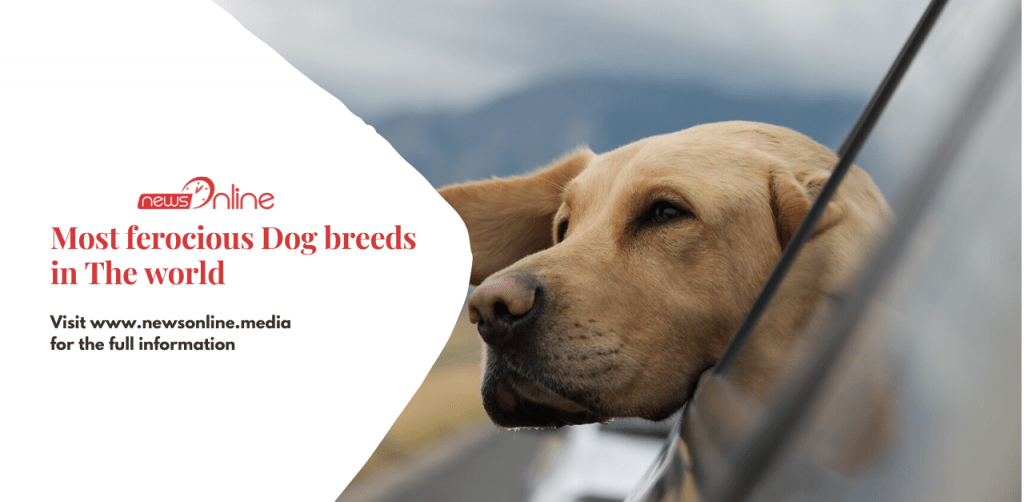 Most ferocious Dog breeds in the world