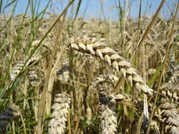 96,855 quintal wheat seed to be produced in 2021-22