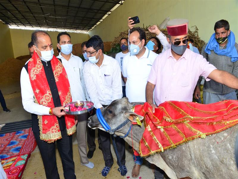 Chief Minister Jai Ram Thakur today visited Cow Sanctuary at Thanakalan in Una district. This Sanctuary has been established at a cost of Rs. 7.06 crore and had 279 stray cattle