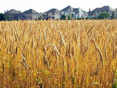 Haryana Government has procured a total of 44.96 lakh tonnes of wheat through various procurement agencies