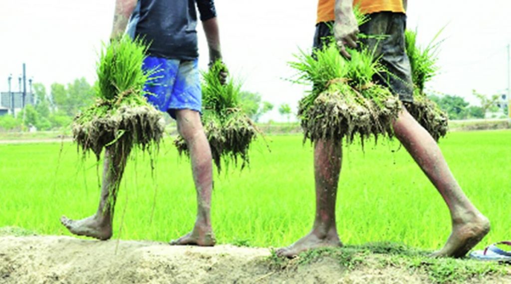 AGRI EXPERTS MOTIVATE FARMERS TO ADOPT 'DSR' FOR SAVING WATER ·