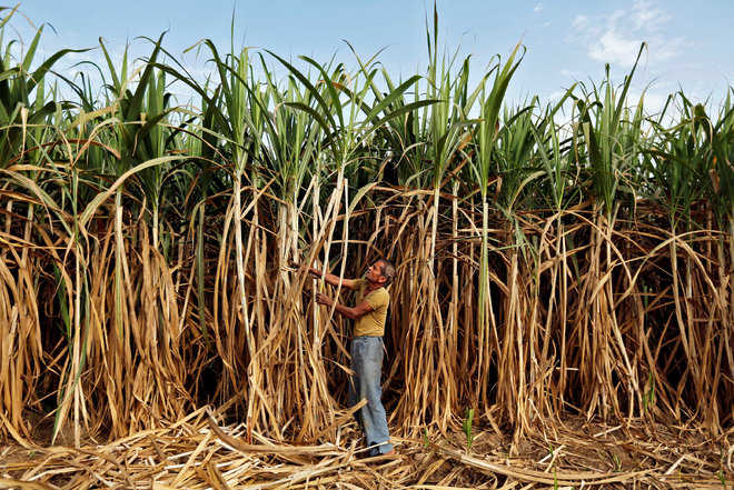 Haryana Government will surely clear all pending payments of sugarcane farmers’ by July 10, 2021. This information was given by Haryana Cooperation Minister