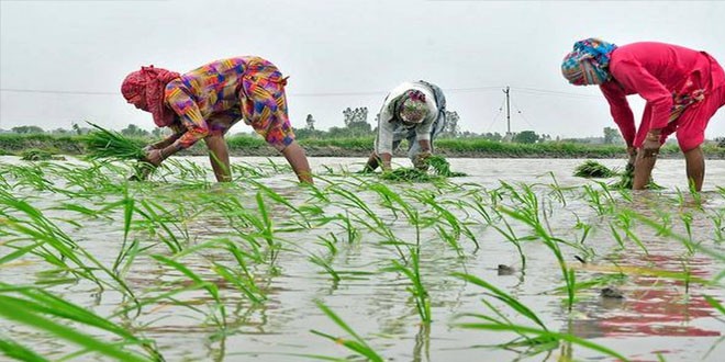 SC Commission seeks report on Panchayats resolutions for paddy plantation rates fixation