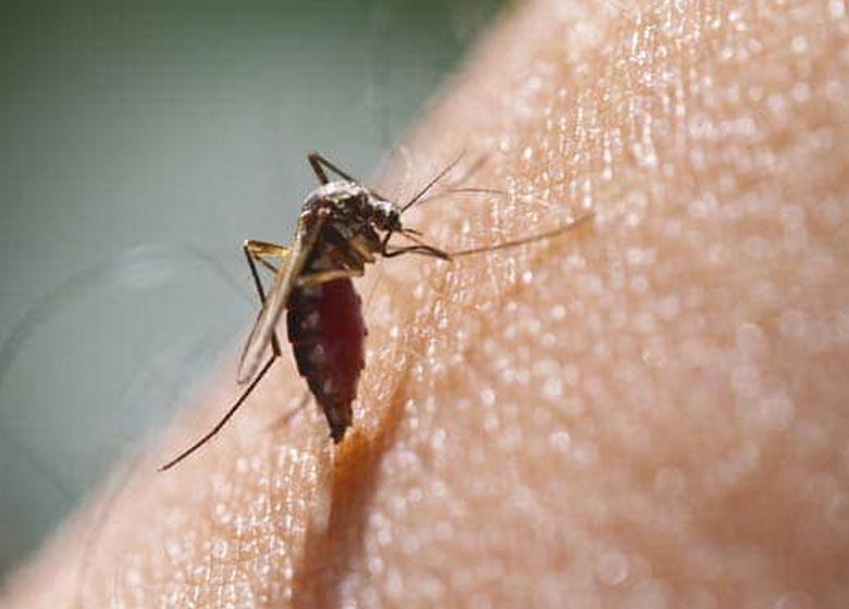 Punjab Government increases testing & treatment to prevent Dengue outbreak: Alok Shekhar, Principal Secretary Health