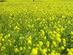 During the current Rabi season in Haryana, mustard has been sown on about 19 lakh acres