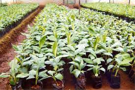 Department urges to buy saplings from government or registered fruit nurseries