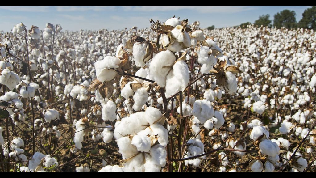 Taking note of serious threat of Pink Ball Worm to cotton crop the Additional Chief Secretary of Agriculture and Farmers' Welfare Department, Dr.  Sumita Misra has directed to.....
