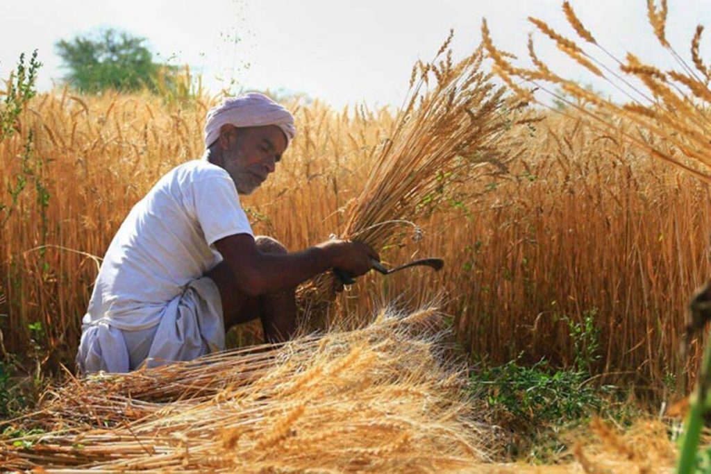 Punjab Cabinet Reviews Status Of Wheat Procurement